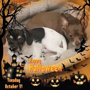 Meet your Posher, Marsha